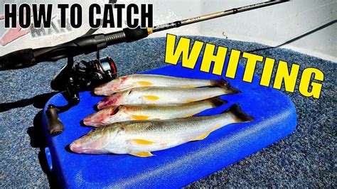 How to Catch Whiting in South Carolina .